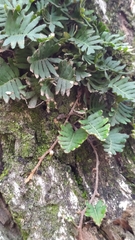 Pleopeltis minima