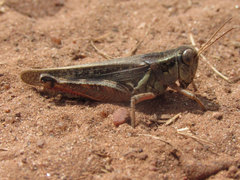 Melanoplus bruneri