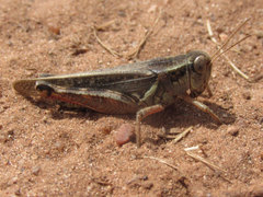 Melanoplus bruneri
