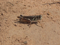 Melanoplus bruneri
