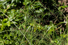 Indigofera tenuissima