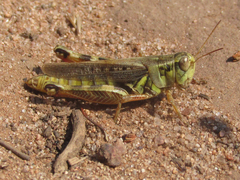 Melanoplus bruneri
