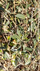 Phillyrea latifolia media