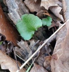 Ranunculus micranthus