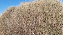 Phillyrea latifolia media