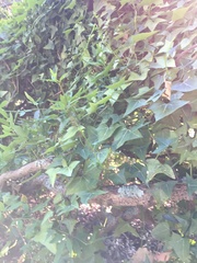 Senecio macroglossus