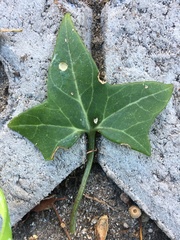 Senecio macroglossus