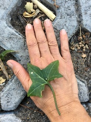 Senecio macroglossus