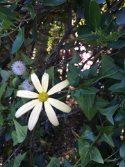 Senecio macroglossus