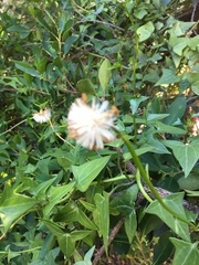 Senecio macroglossus