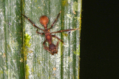 Apterostigma