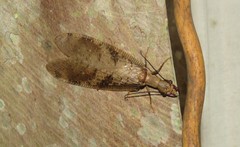 Corydalus flavicornis