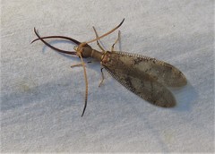 Corydalus flavicornis