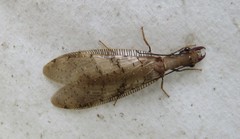 Corydalus flavicornis