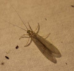 Synoestropsis punctipennis