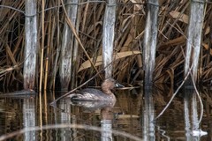Tachybaptus ruficollis