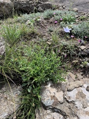 Wahlenbergia cuspidata