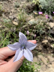 Wahlenbergia cuspidata