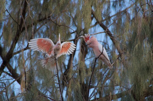 Pink Cockatoo