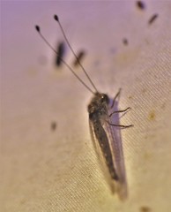 Ululodes cajennensis