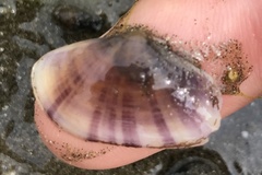 Donacidae