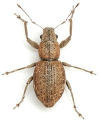 Fuller's Rose Weevil - Photo (c) Mike Quinn, Austin, TX, some rights reserved (CC BY-NC), uploaded by Mike Quinn, Austin, TX