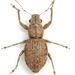 Fuller's Rose Weevil - Photo (c) Mike Quinn, Austin, TX, some rights reserved (CC BY-NC), uploaded by Mike Quinn, Austin, TX