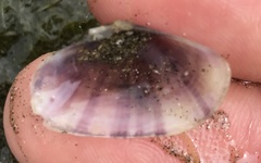 Donacidae