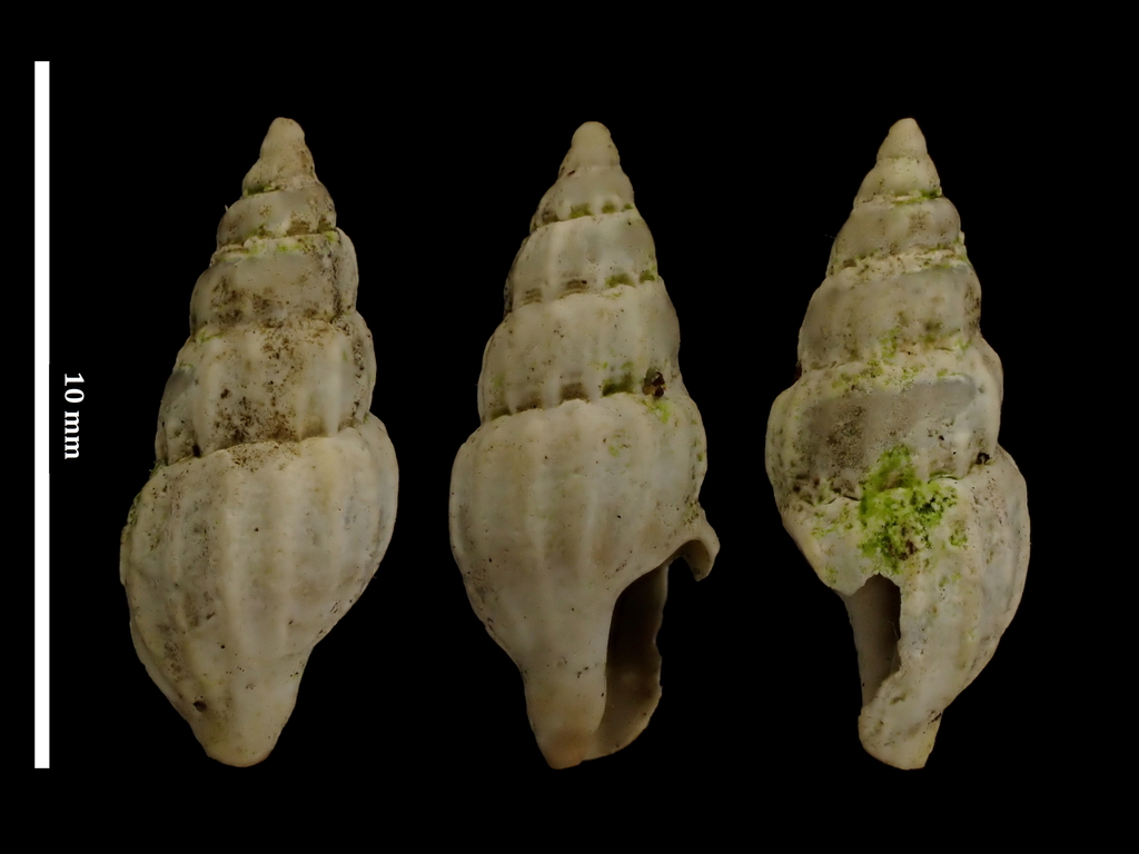Neoguraleus finlayi