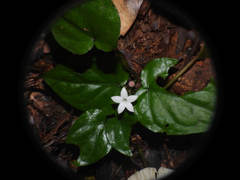 Geophila
