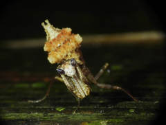 Plesiacanthops