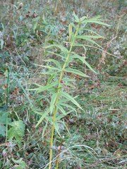 Polygonatum verticillatum