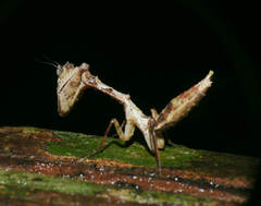 Plesiacanthops