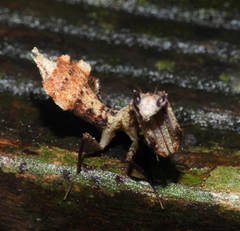 Plesiacanthops
