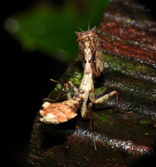 Plesiacanthops