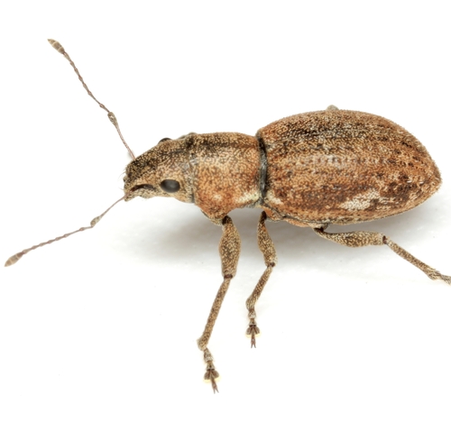 Fuller's rose weevil