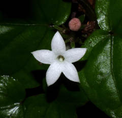 Geophila