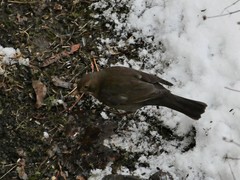 Turdus merula