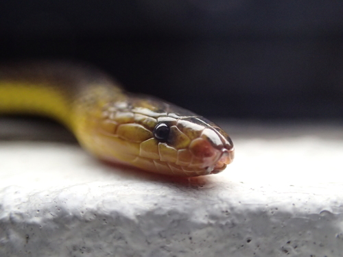 Amami Takachiho Snake