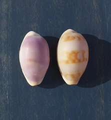 Talostolida pellucens