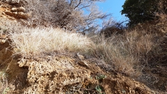 Elymus athericus