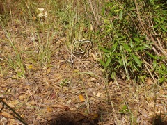Masticophis lateralis euryxanthus