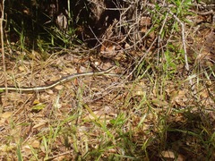 Masticophis lateralis euryxanthus