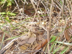 Masticophis lateralis euryxanthus