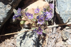 Phacelia greenei