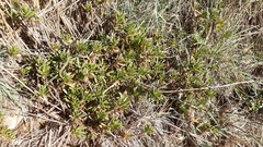 Limbarda crithmoides longifolia