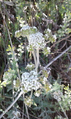 Lomatium orientale