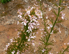 Stylidium crassifolium