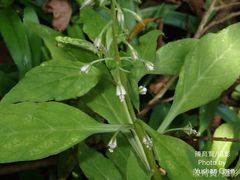 Lysimachia decurrens