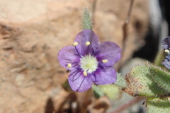 Phacelia greenei